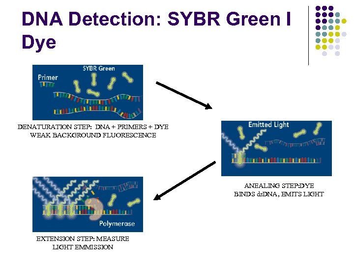 DNA Detection: SYBR Green I Dye DENATURATION STEP: DNA + PRIMERS + DYE WEAK