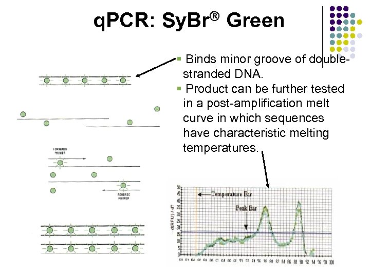 q. PCR: Sy. Br Green § Binds minor groove of doublestranded DNA. § Product