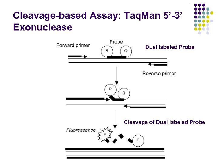 Cleavage-based Assay: Taq. Man 5’-3’ Exonuclease Dual labeled Probe Cleavage of Dual labeled Probe