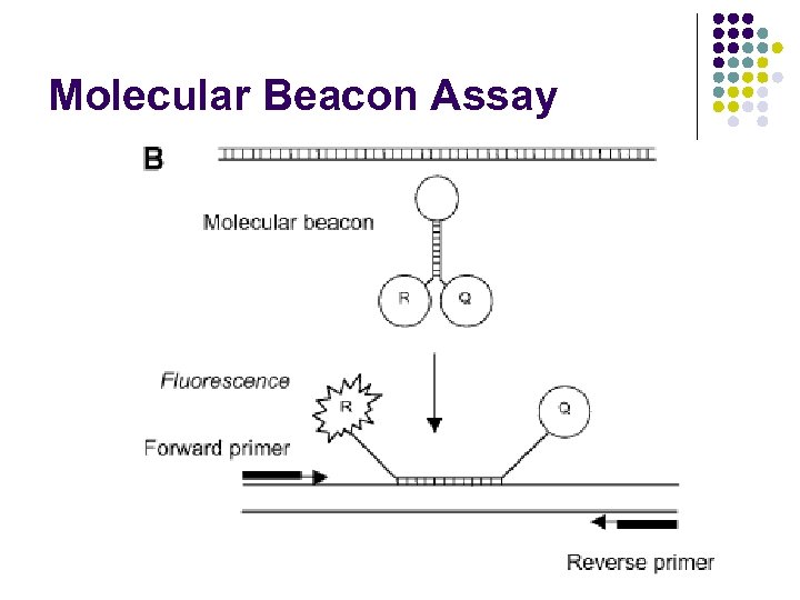 Molecular Beacon Assay 