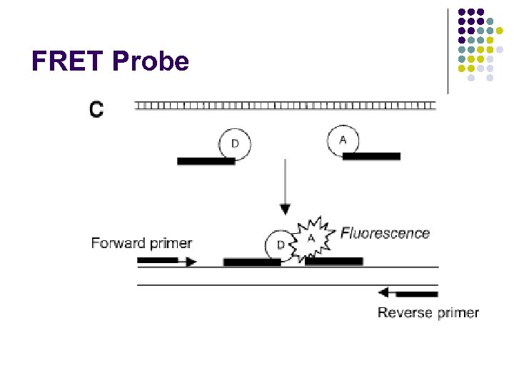 FRET Probe 