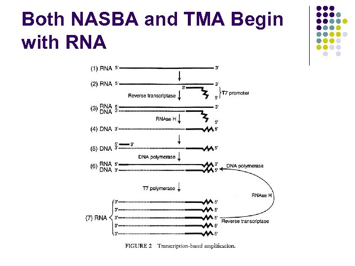 Both NASBA and TMA Begin with RNA 