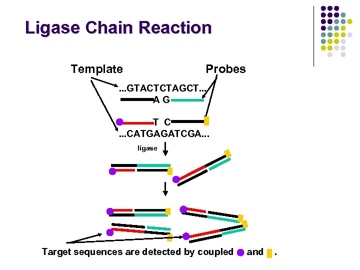 Ligase Chain Reaction Template Probes . . . GTACTCTAGCT. . . AG T C.