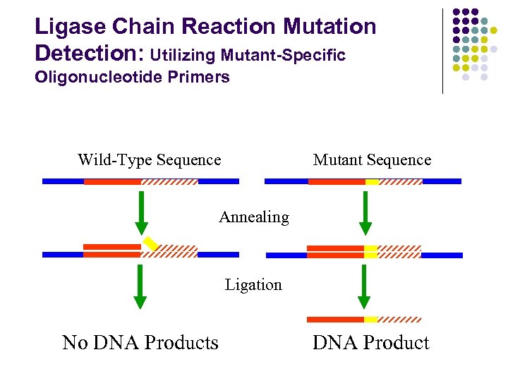 Ligase Chain Reaction Mutation Detection: Utilizing Mutant-Specific Oligonucleotide Primers Wild-Type Sequence Mutant Sequence Annealing