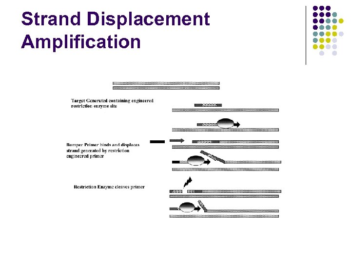 Strand Displacement Amplification 