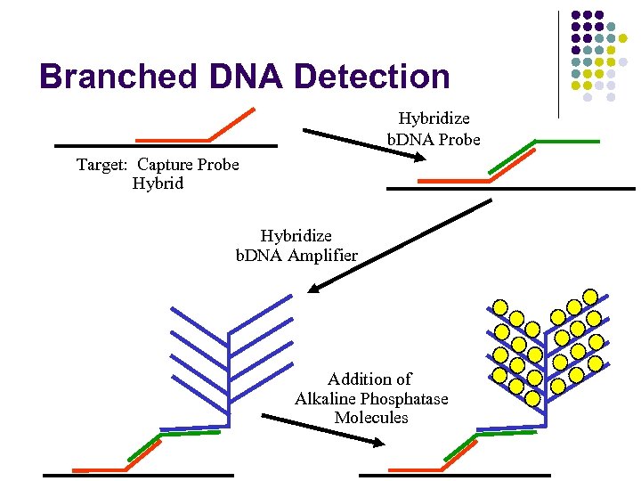 Branched DNA Detection Hybridize b. DNA Probe Target: Capture Probe Hybridize b. DNA Amplifier