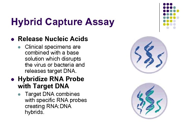 Hybrid Capture Assay l Release Nucleic Acids l l Clinical specimens are combined with