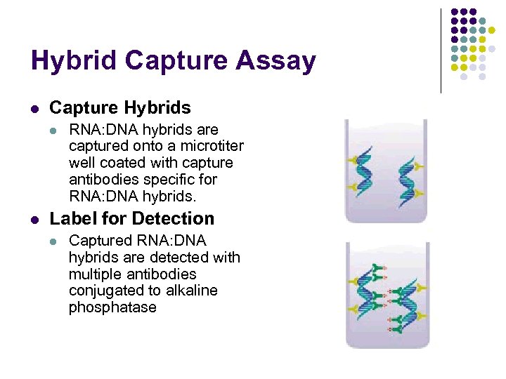 Hybrid Capture Assay l Capture Hybrids l l RNA: DNA hybrids are captured onto