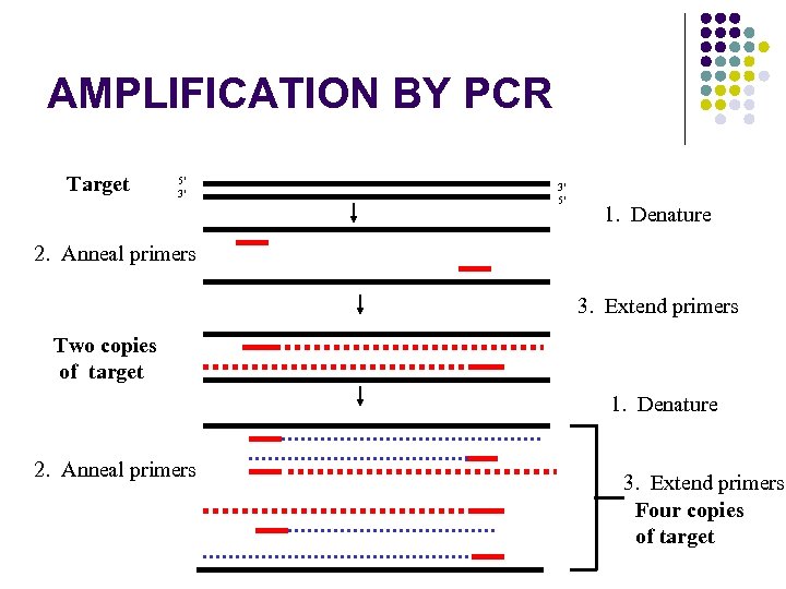 AMPLIFICATION BY PCR Target 5’ 3’ 3’ 5’ 1. Denature 2. Anneal primers 3.