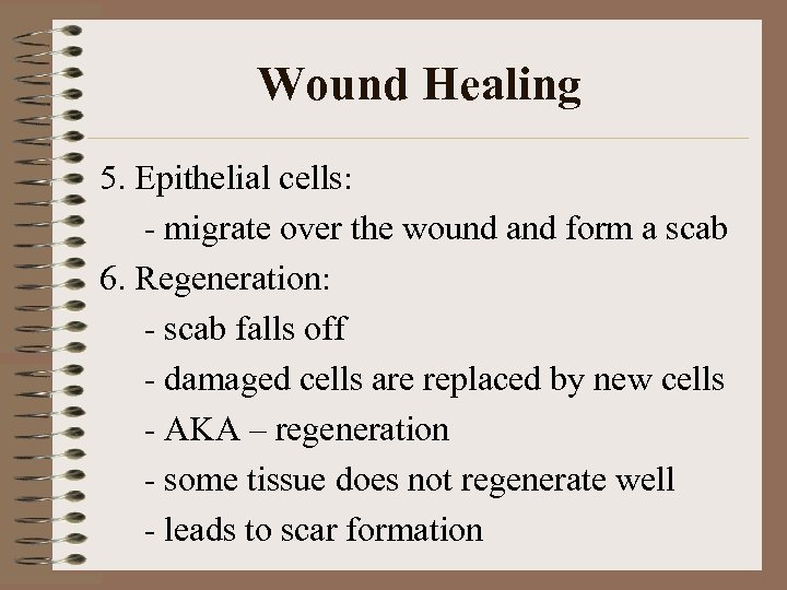 Wound Healing 5. Epithelial cells: - migrate over the wound and form a scab