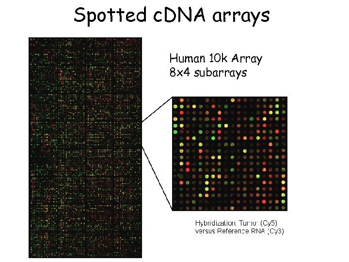Spotted c. DNA arrays Human 10 k Array 8 x 4 subarrays 
