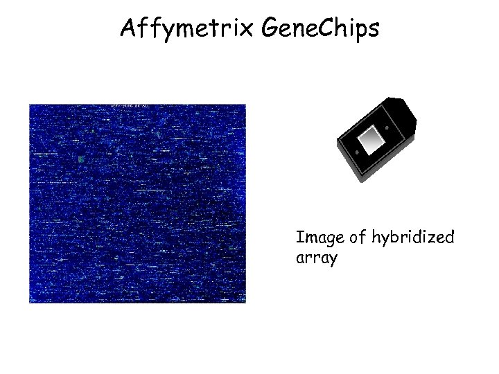Affymetrix Gene. Chips Image of hybridized array 