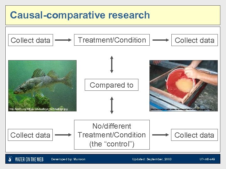 Causal-comparative research Treatment/Condition Collect data Compared to http: //ws 3. coopfish. siu. edu/walleye_tech/walleye. jpg