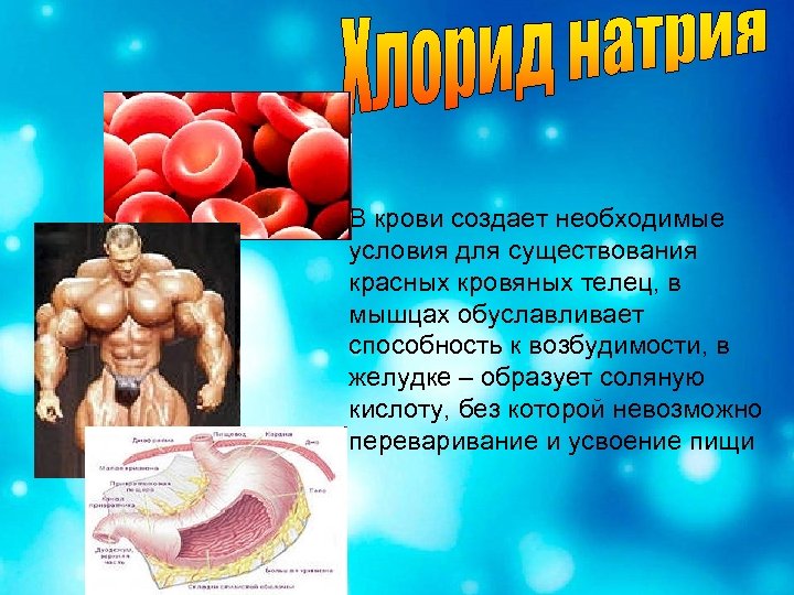 В крови создает необходимые условия для существования красных кровяных телец, в мышцах обуcлавливает способность