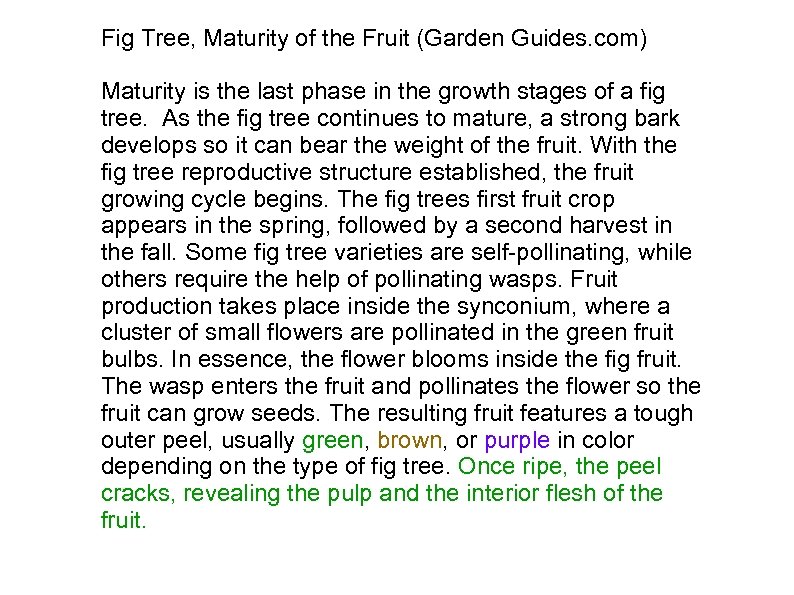 Fig Tree, Maturity of the Fruit (Garden Guides. com) Maturity is the last phase