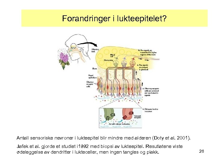 Forandringer i lukteepitelet? Antall sensoriske nevroner i lukteepitel blir mindre med alderen (Doty et