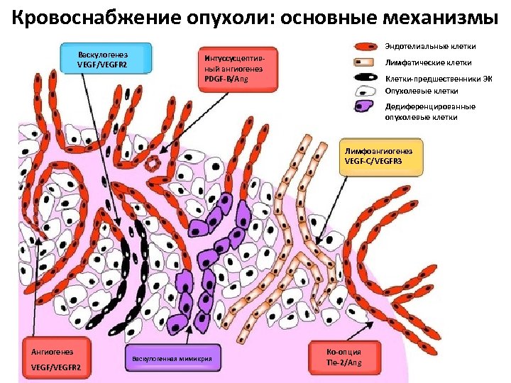 Кровоснабжение опухоли: основные механизмы Васкулогенез VEGF/VEGFR 2 Эндотелиальные клетки Интуссусцептивный ангиогенез PDGF-B/Ang Лимфатические клетки