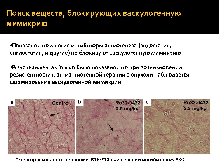 Поиск веществ, блокирующих васкулогенную мимикрию • Показано, что многие ингибиторы ангиогенеза (эндостатин, ангиостатин, и