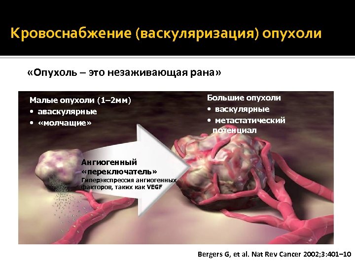 Кровоснабжение (васкуляризация) опухоли «Опухоль – это незаживающая рана» Малые опухоли (1– 2 мм) •