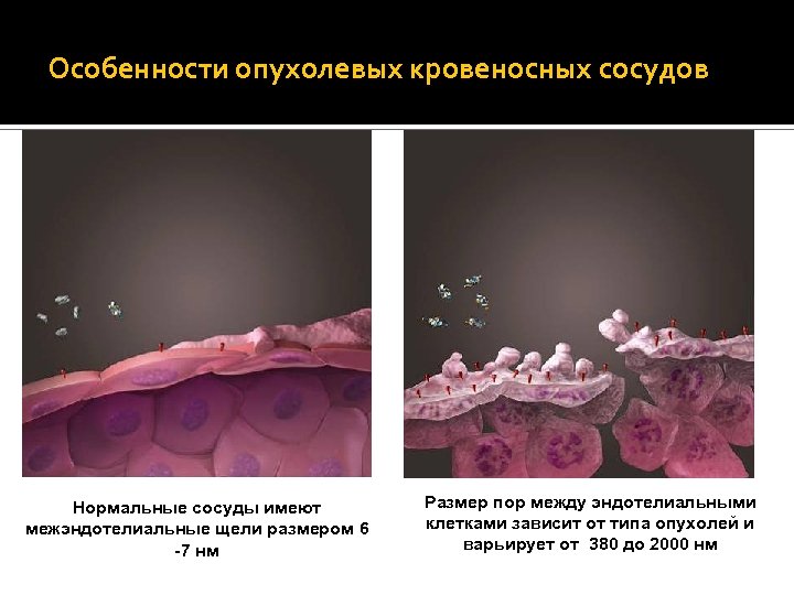 Нормальный Опухолевый кровеносный сосуд Особенности опухолевых кровеносных сосудов Нормальные сосуды имеют межэндотелиальные щели размером