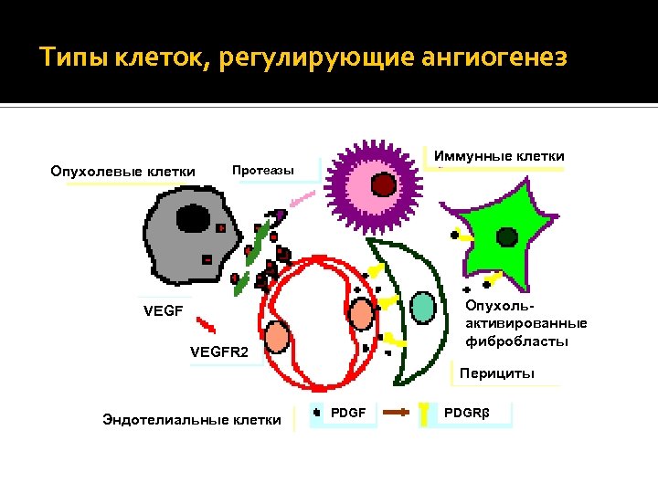 Типы клеток, регулирующие ангиогенез Опухолевые клетки Иммунные клетки Протеазы Опухольактивированные фибробласты VEGFR 2 Перициты