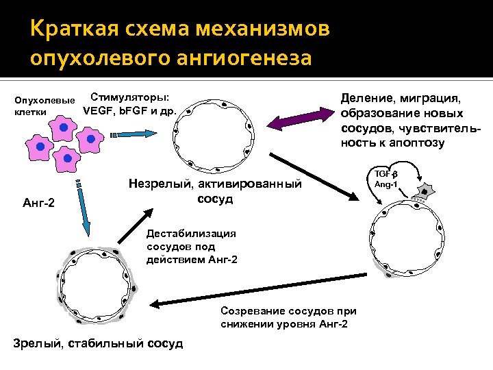 Краткая схема механизмов опухолевого ангиогенеза Стимуляторы: Опухолевые VEGF, b. FGF и др. клетки Анг-2