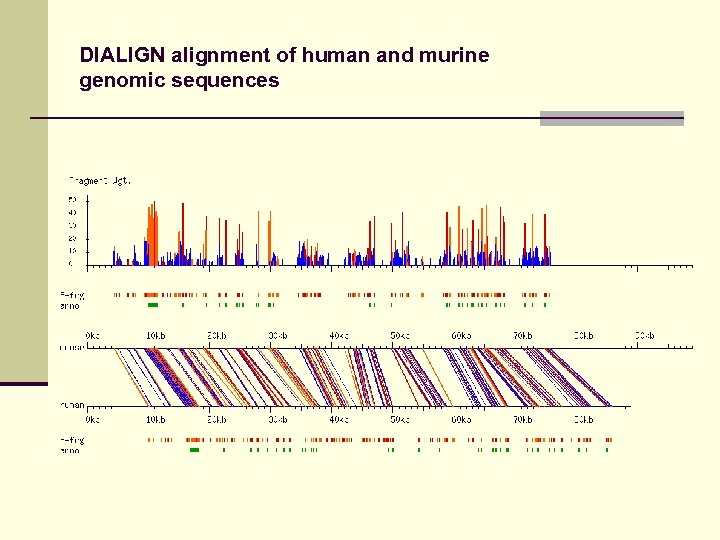 DIALIGN alignment of human and murine genomic sequences 