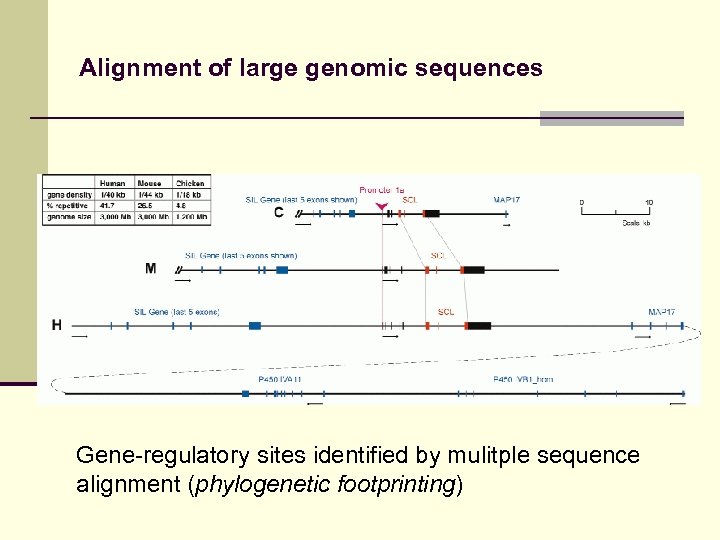 Alignment of large genomic sequences Gene-regulatory sites identified by mulitple sequence alignment (phylogenetic footprinting)