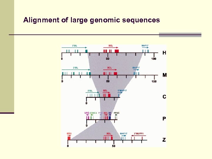 Alignment of large genomic sequences 