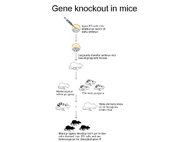 Gene knockout in mice 