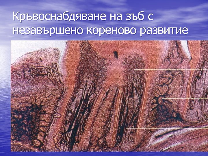 Кръвоснабдяване на зъб с незавършено кореново развитие 