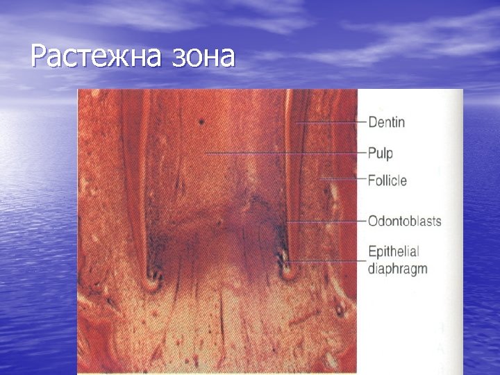 Растежна зона 