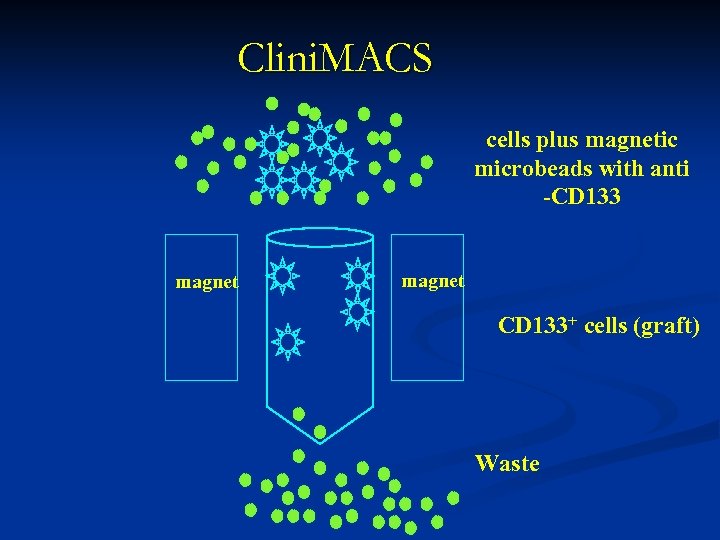 Clini. MACS cells plus magnetic microbeads with anti -CD 133 magnet CD 133+ cells