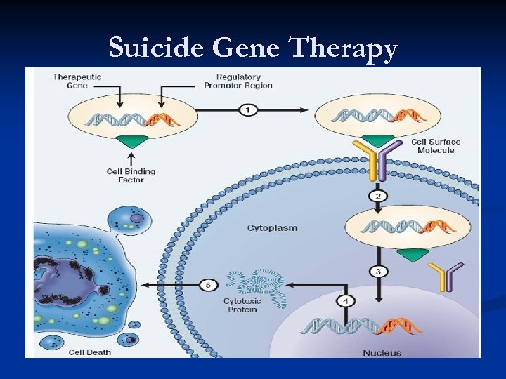 Suicide Gene Therapy 