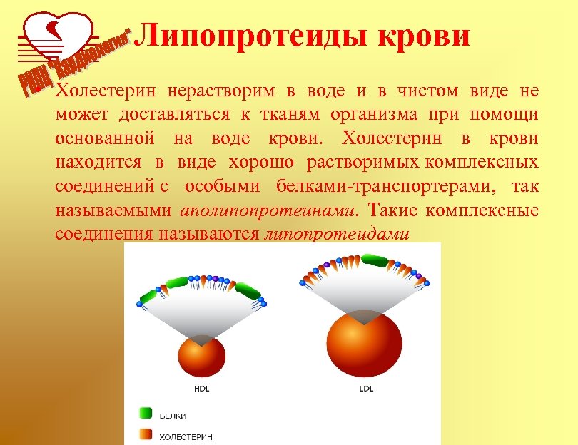 Липопротеиды крови • Холестерин нерастворим в воде и в чистом виде не может доставляться