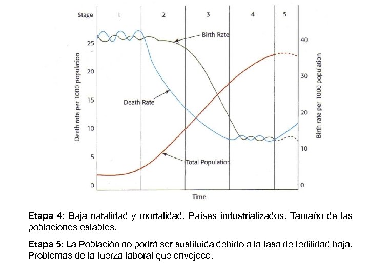 Etapa 4: Baja natalidad y mortalidad. Países industrializados. Tamaño de las poblaciones estables. Etapa