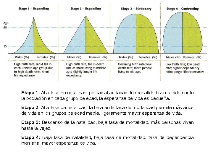 Etapa 1: Alta tasa de natalidad, por las altas tasas de mortalidad cae rápidamente