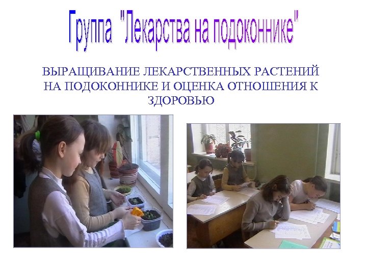 ВЫРАЩИВАНИЕ ЛЕКАРСТВЕННЫХ РАСТЕНИЙ НА ПОДОКОННИКЕ И ОЦЕНКА ОТНОШЕНИЯ К ЗДОРОВЬЮ 