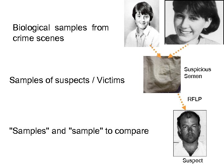 Biological samples from crime scenes Samples of suspects / Victims Suspicious Semen RFLP 