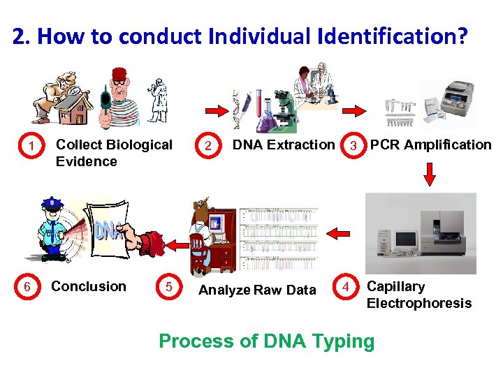 2. How to conduct Individual Identification? 1 6 Collect Biological Evidence Conclusion 5 2