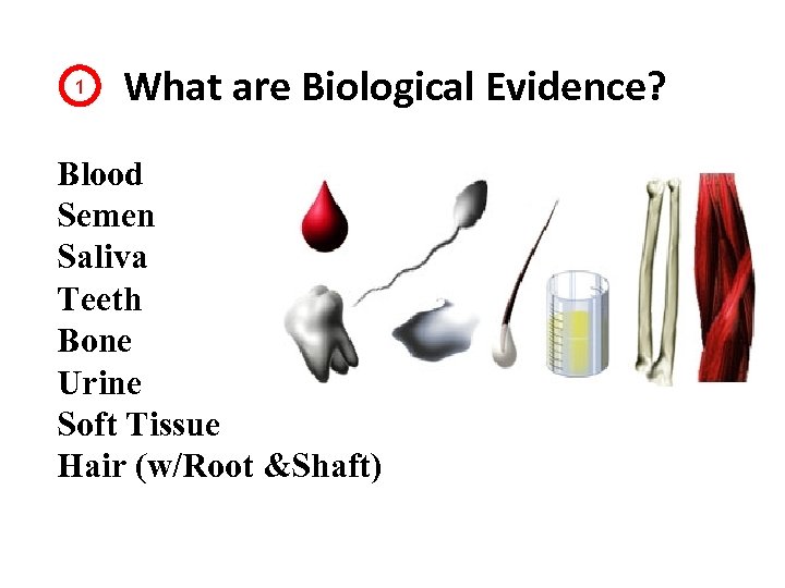1 What are Biological Evidence? Blood Semen Saliva Teeth Bone Urine Soft Tissue Hair