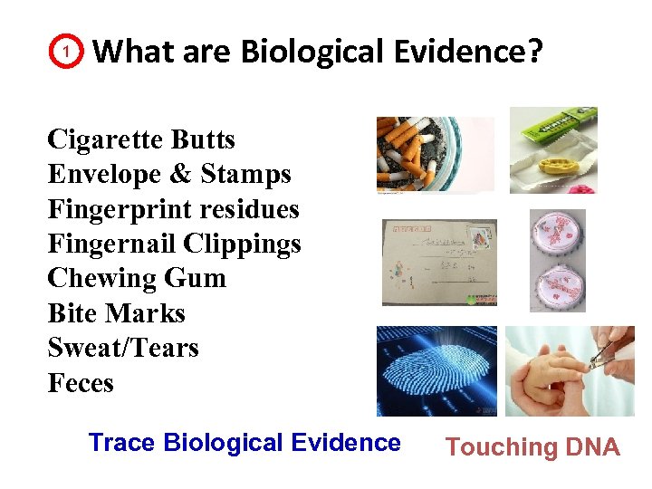 1 What are Biological Evidence? Cigarette Butts Envelope & Stamps Fingerprint residues Fingernail Clippings