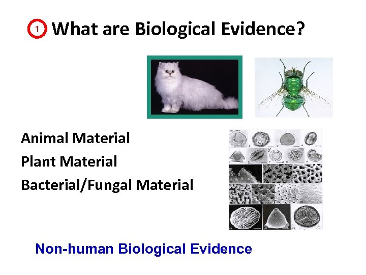 1 What are Biological Evidence? Animal Material Plant Material Bacterial/Fungal Material Non-human Biological Evidence