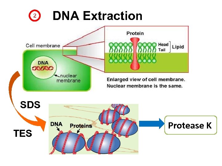 2 DNA Extraction SDS TES Protease K 
