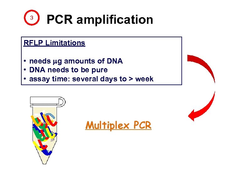 3 PCR amplification RFLP Limitations • needs g amounts of DNA • DNA needs