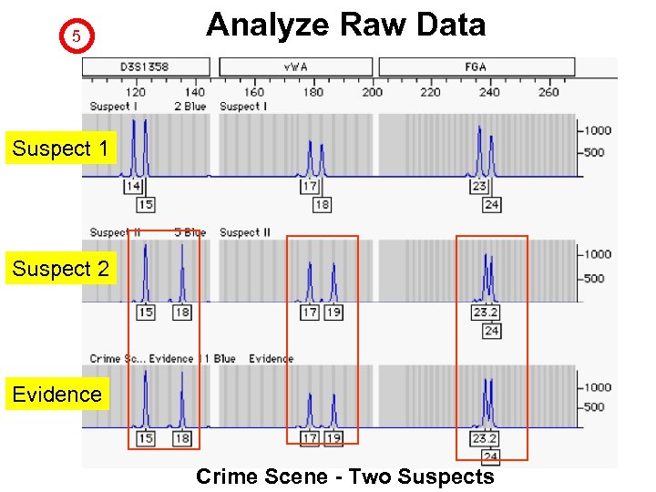 5 Analyze Raw Data Suspect 1 Suspect 2 Evidence Crime Scene - Two Suspects