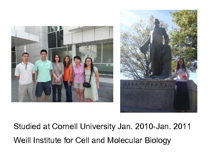 Studied at Cornell University Jan. 2010 -Jan. 2011 Weill Institute for Cell and Molecular