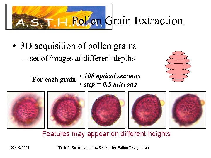 Pollen Grain Extraction • 3 D acquisition of pollen grains – set of images