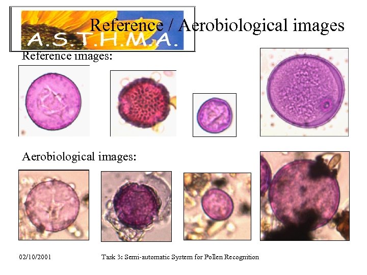 Reference / Aerobiological images Reference images: Aerobiological images: 02/10/2001 Task 3: Semi-automatic System for