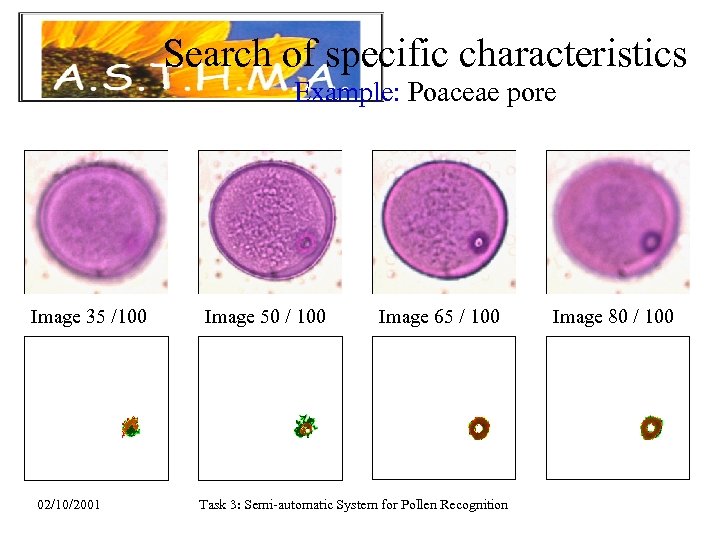 Search of specific characteristics Example: Poaceae pore Image 35 /100 02/10/2001 Image 50 /